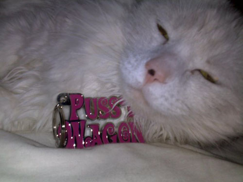 Customer Picture